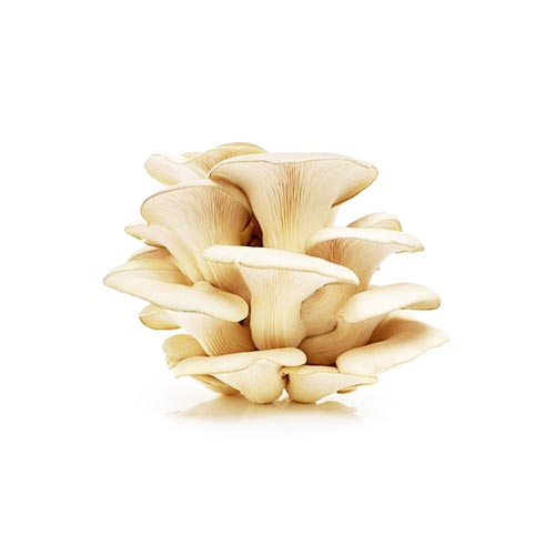 Mushroom / Oyster Mushroom, Fresh Vegetables