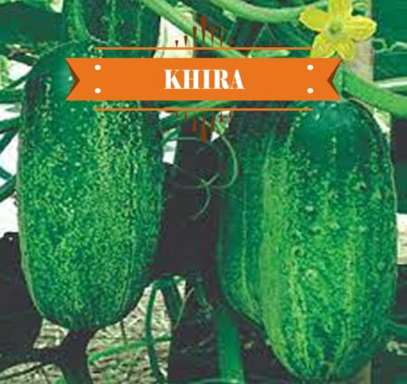 Cucumber / Khira, Local 500gm